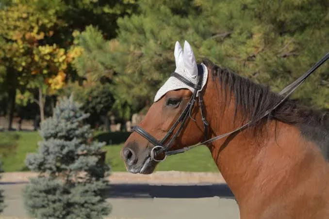 How to Reduce Noise in Equine Photos Without Smearing Detail