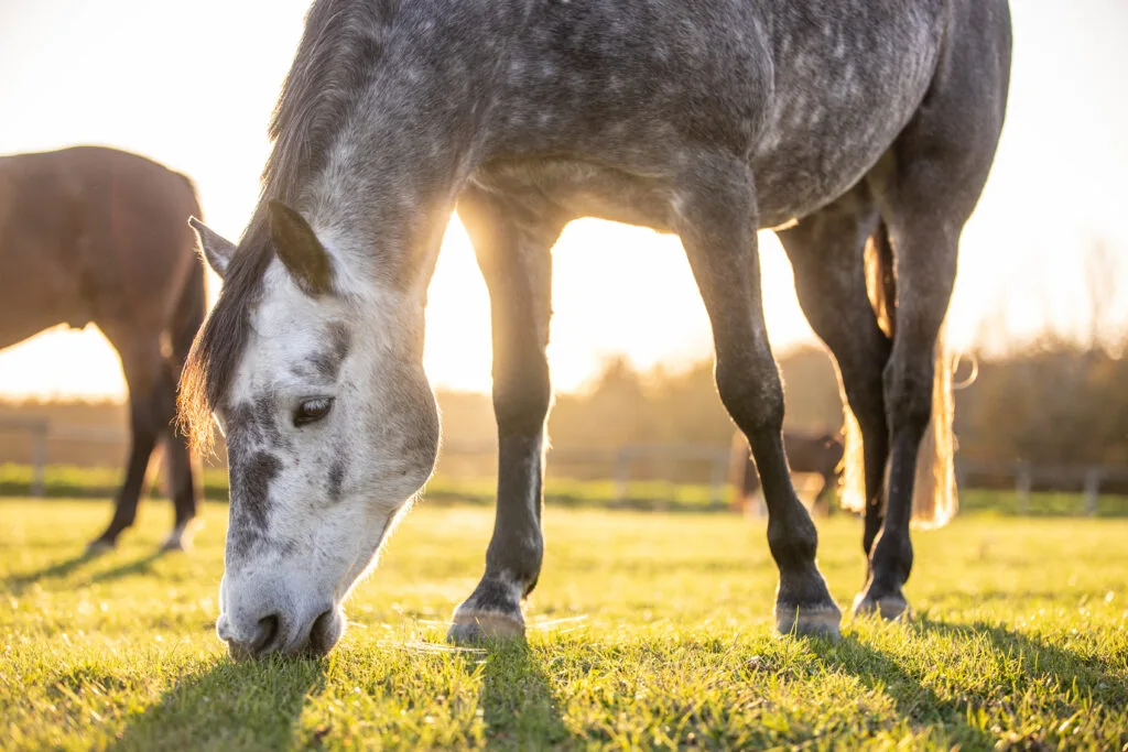 12 Things Nobody Tells You Before You Buy Your First Horse