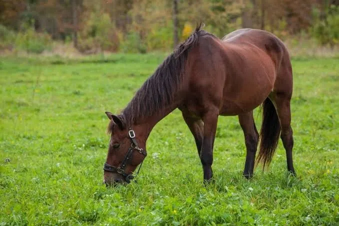 Feeding the Hard-Working Horse — A Beginner’s Guide