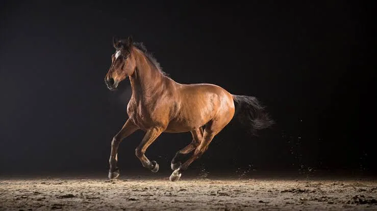 How to Photograph Horses in Motion by Reading Balance Through the Body