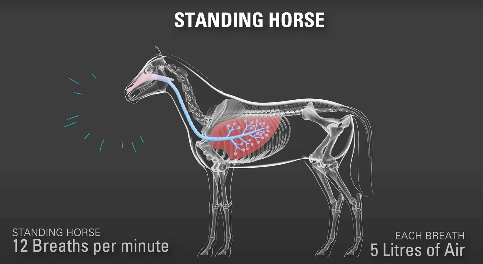 Is Your Sporthorse's Respiratory System Keeping Up? A Guide to Choosing the Right Support