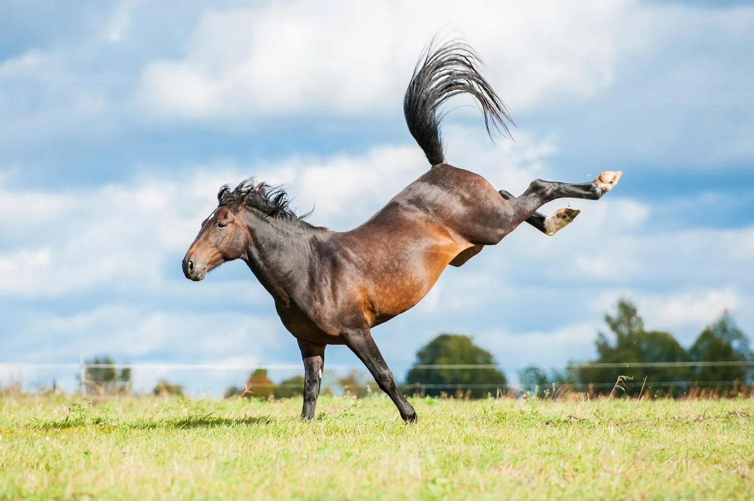 Why Horses Kick Stall Walls and How to Address the Cause
