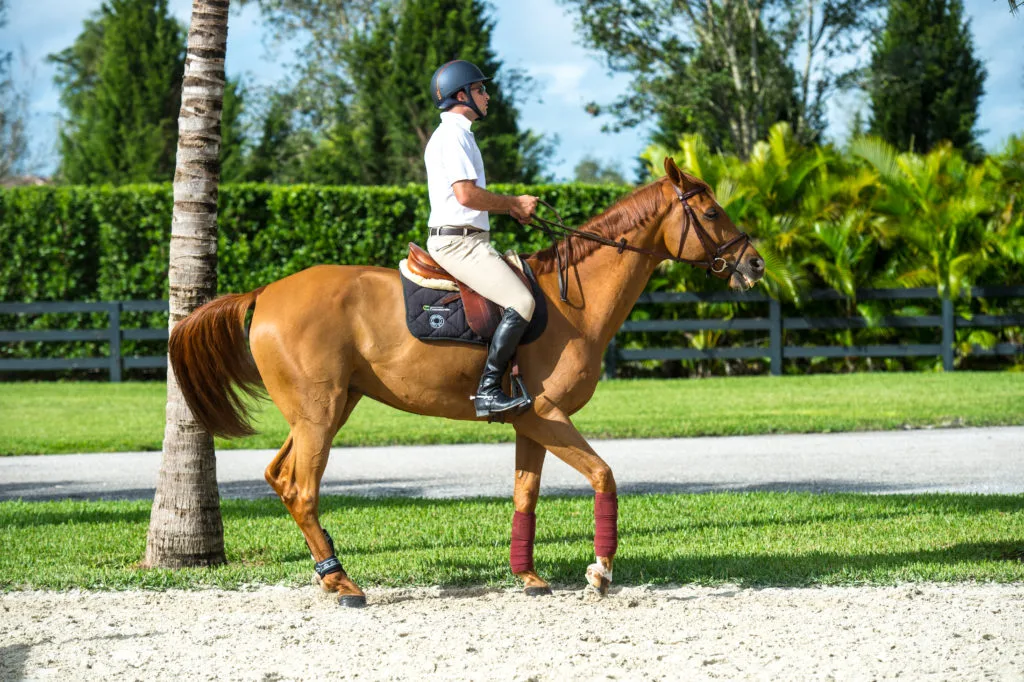Why Leg Before Rein is Crucial for More Consistent Horse Photography